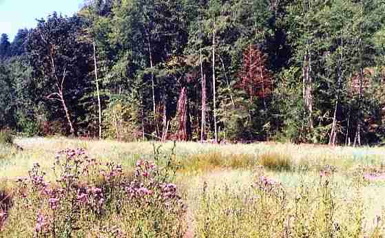 photograph of area for meadow, .jpg.